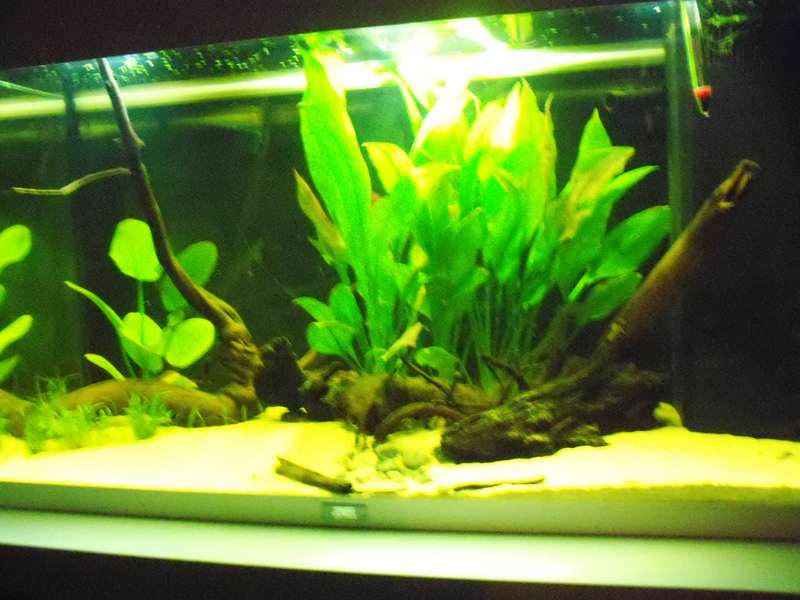 259776deplantenman_0_82_fotos_aqurium_002.jpg