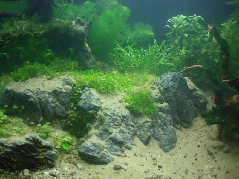 262327deplantenman_0_82_018.jpg