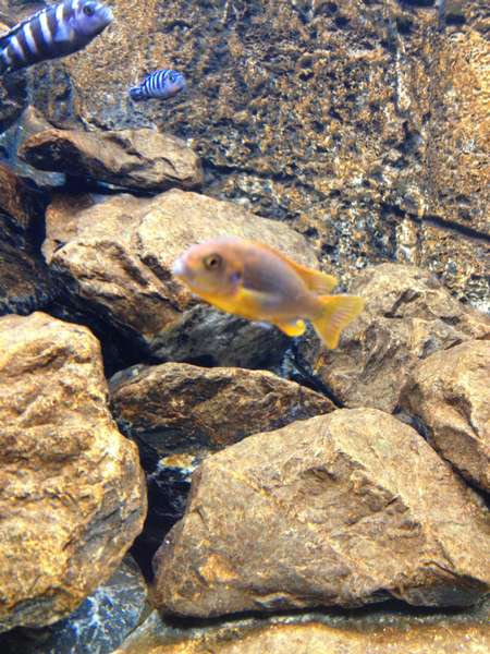 265811_0_82_sprengerae_en_demasoni.jpg