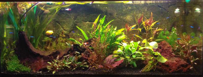 269371mhuibers_0_82_plant_aquarium1.jpg