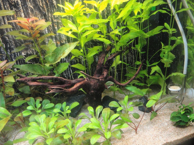 269825martinc_0_85_aquariu.jpg