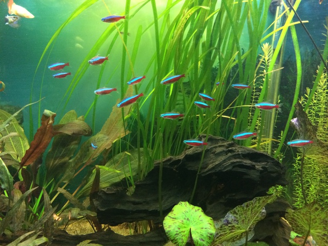 269829aquaria17_0_84_image9.jpg