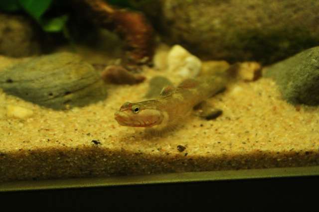 273673jdjfish_0_82_img_0288.jpg