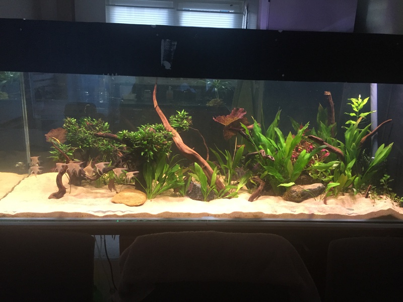 277491tuinkabouter_0_85_guppenbakke.jpg
