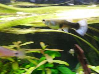 278118_0_82_betta_18_o5_15_010.jpg