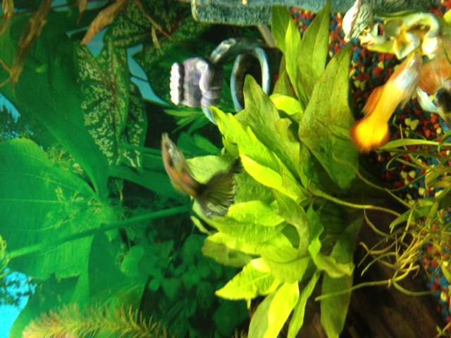 278621roger1980_0_82_plant_6.jpg