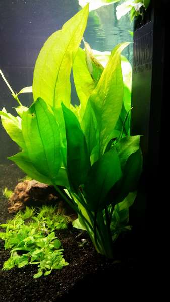 286883ricky697_0_82_aquarium_11.jpg