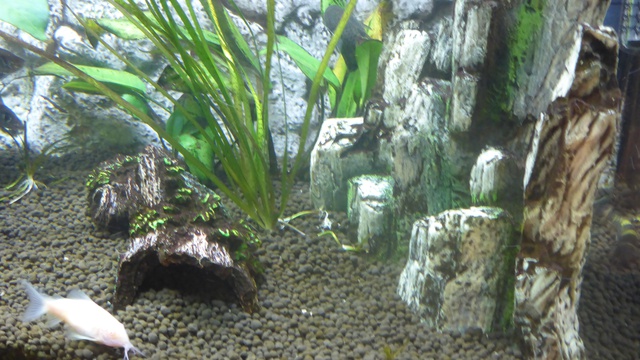 297139nobody84_0_84_p1020488.jpg