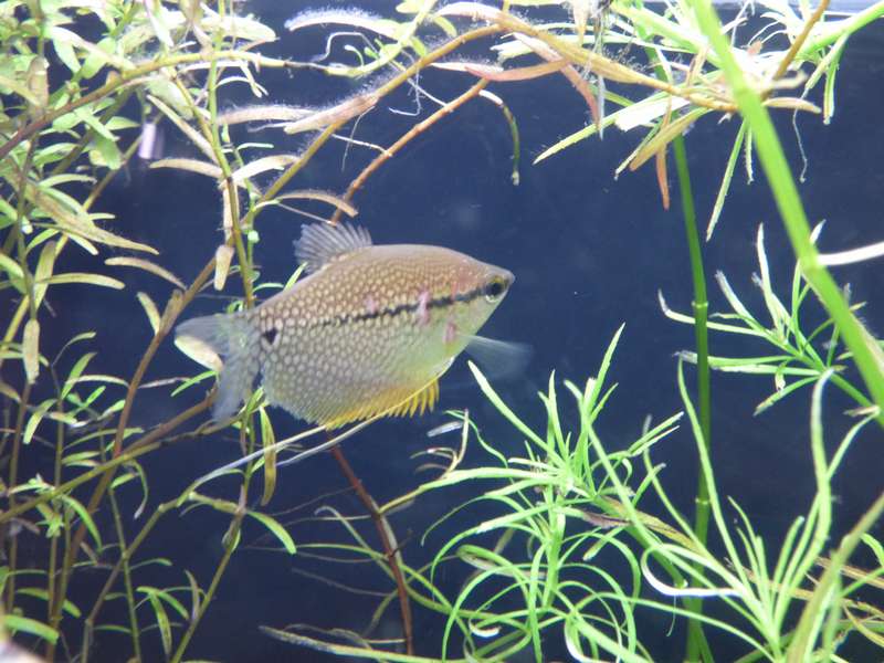 297921_0_82_aquarium_098.jpg
