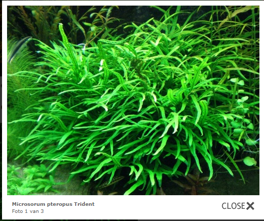 2B.Microsorum pterogus trident. Voor-midden beplanting..PNG