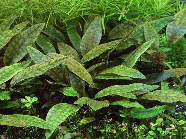 30019-cryptocoryne-x-purpurea-invitro-2.jpg