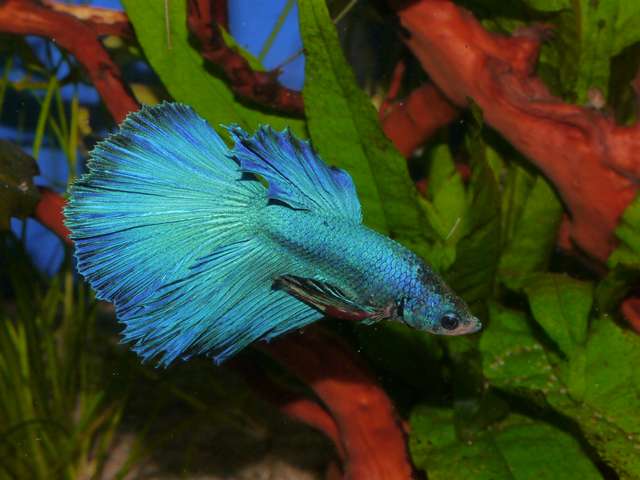 312798_0_82_aquariums_dec_13_026.jpg