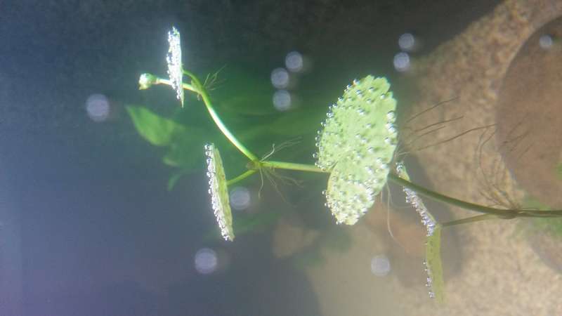 313316zeethakje_0_82_20140713_194401.jpg