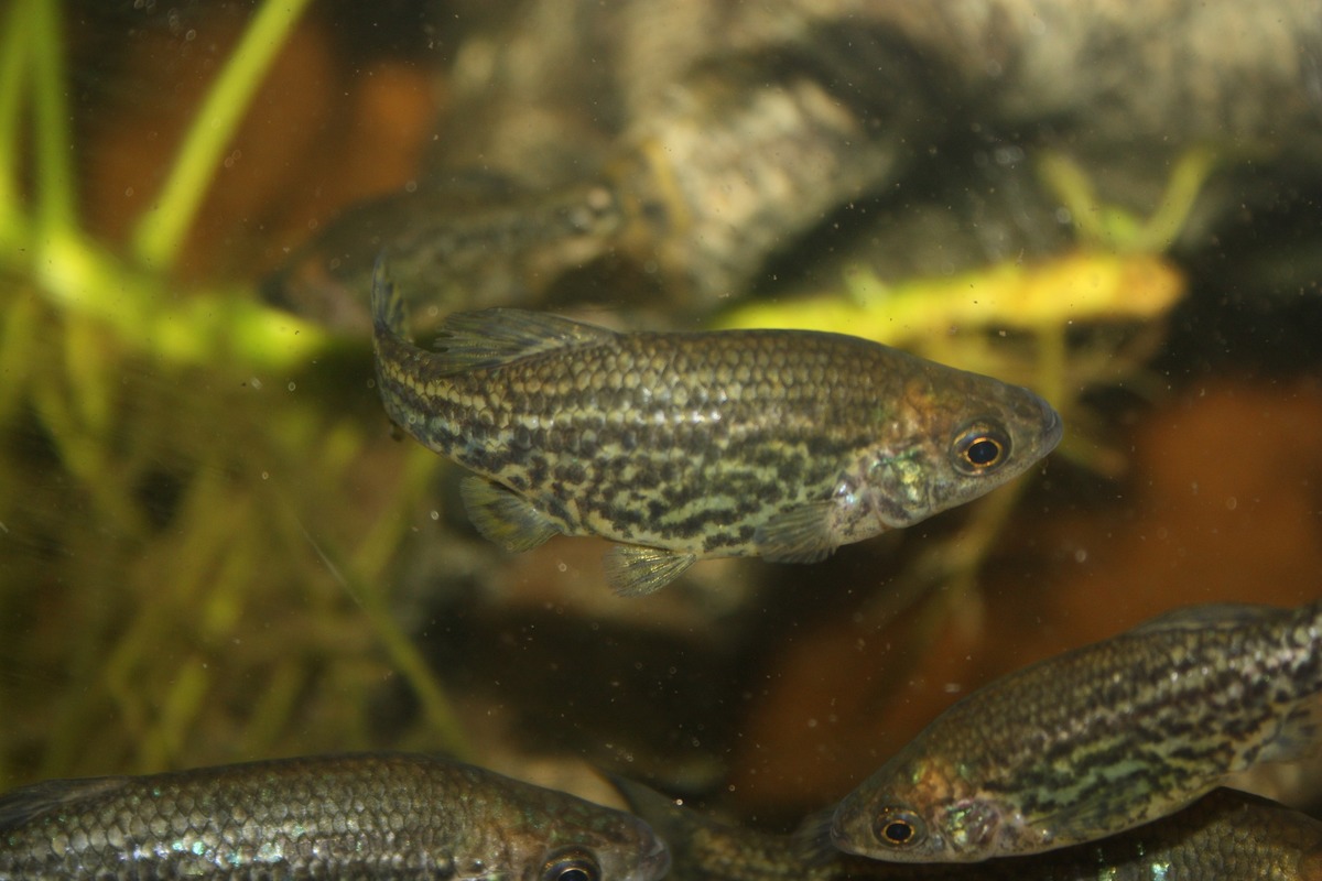 Butterfly splitfin AquaForum