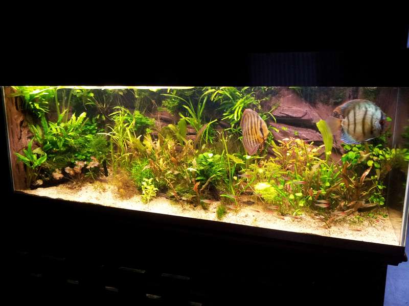 315853aqua_arno_0_82_20140506_2107411.jpg