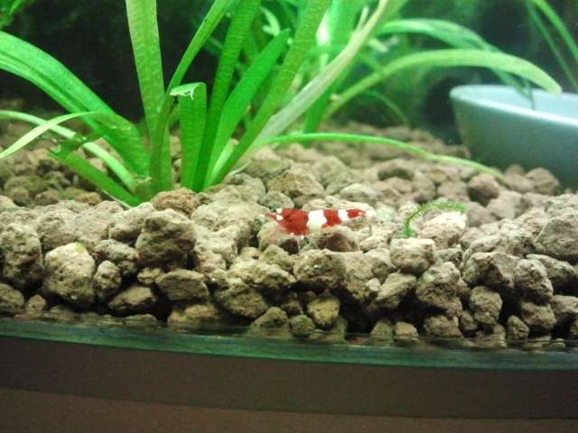 316462_0_82_shrimp.jpg