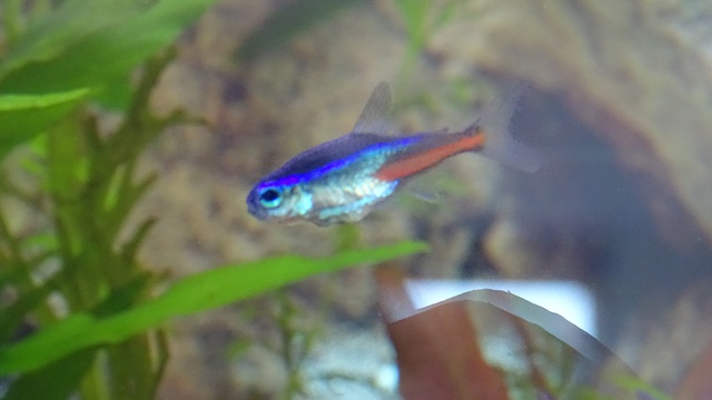 317196pene_0_84_neontetra1.jpg