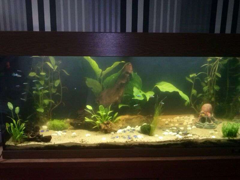318214_0_82_160_liter_aquarium_geheel_1.jpg
