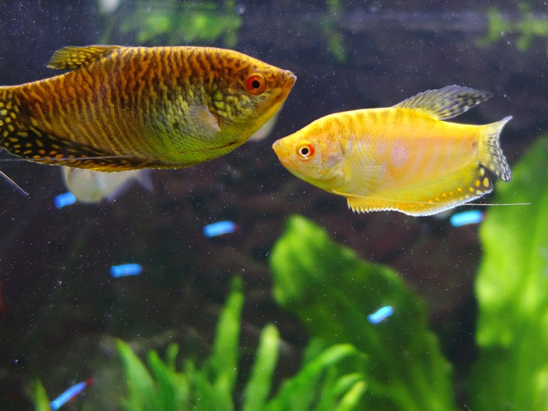 325469biljoenblik_0_85_aquaforu.jpg