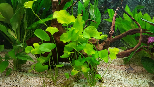 326418ricky697_0_85_aquariu.jpg