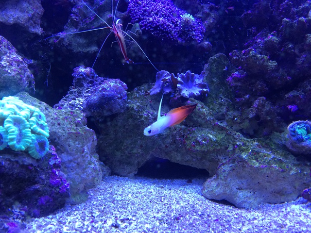 326835aquaria17_0_84_image1.jpg