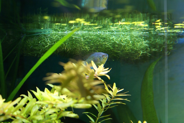 329644ruudmo_0_85_aquariu.jpg