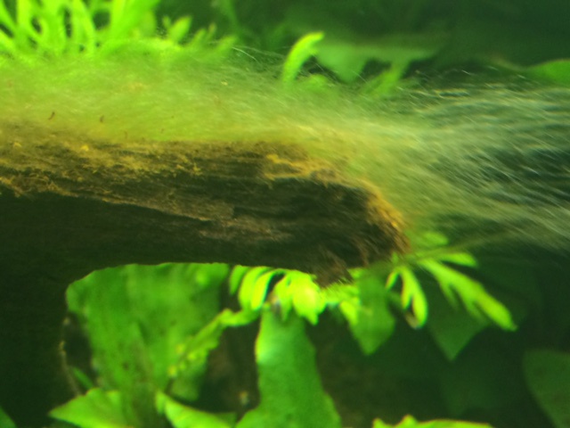 332669paulstone_0_85_aquariu.jpg