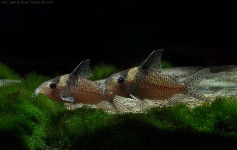 333282_0_82_corydorasdelphax.jpg