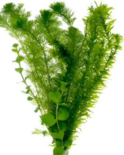 333649_0_82_waterpest_en_cabomba_en_penningkruid.jpg