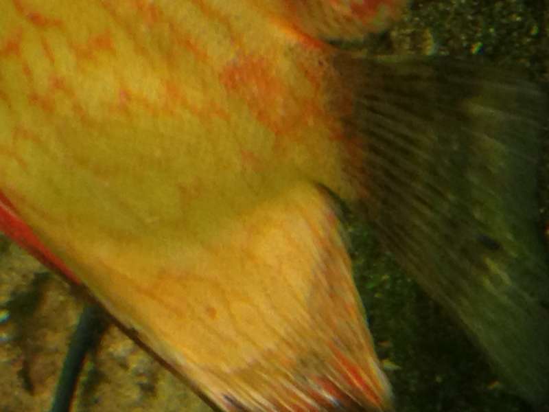 334963scuba5_0_82_img_1076.jpg