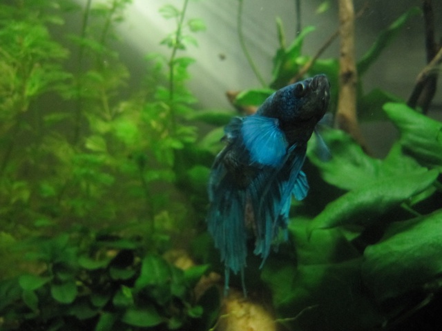 339175kimelderhorst_0_85_13.jpg