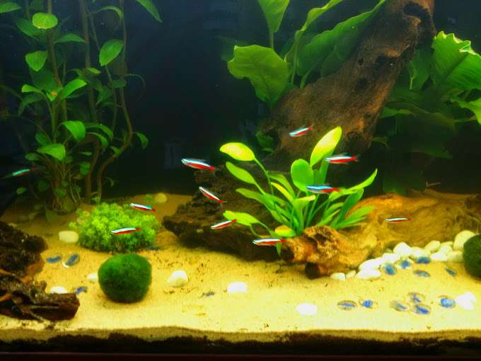 341273_0_82_aquarium_160_liter_5.jpg