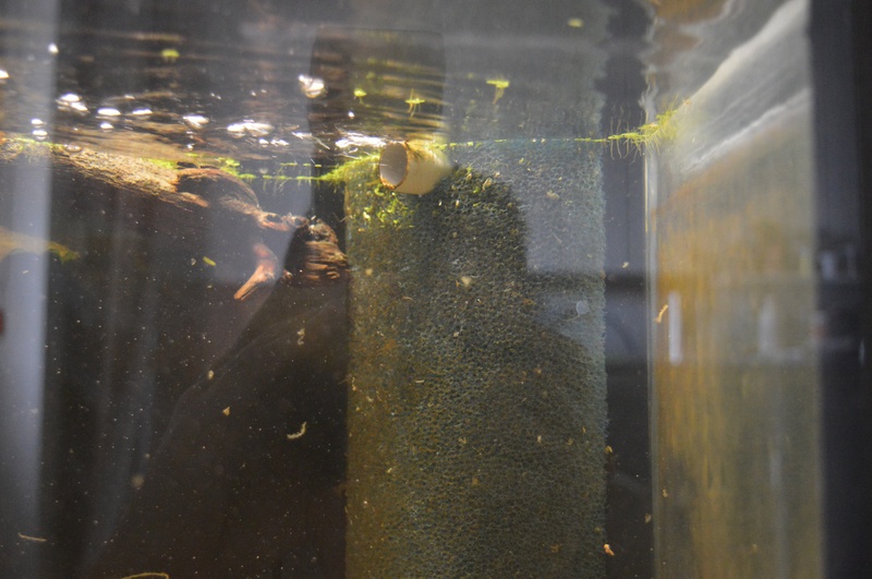 344159corydorasfan_0_85_deskto.jpg
