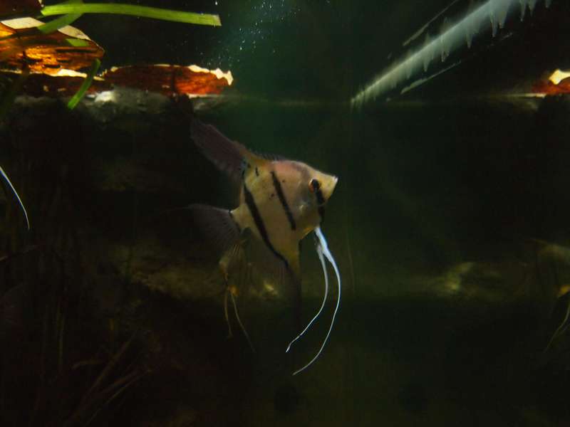 344265puntdrukker_0_82_pa277837.jpg
