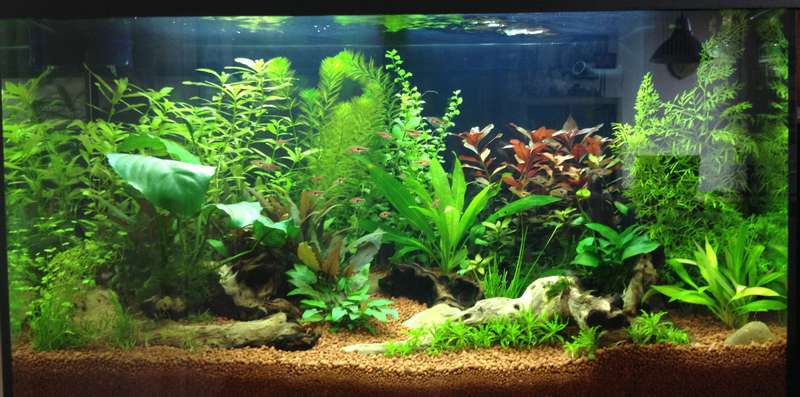 346344butternutsquash_0_82_aquarium_8.jpg