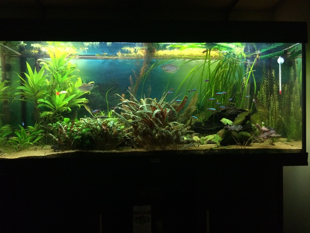 347753aquaria17_0_84_image1.jpg