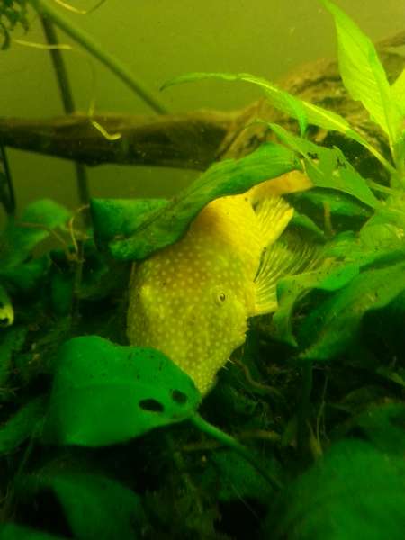 348797_0_82_gelepleco1.jpg