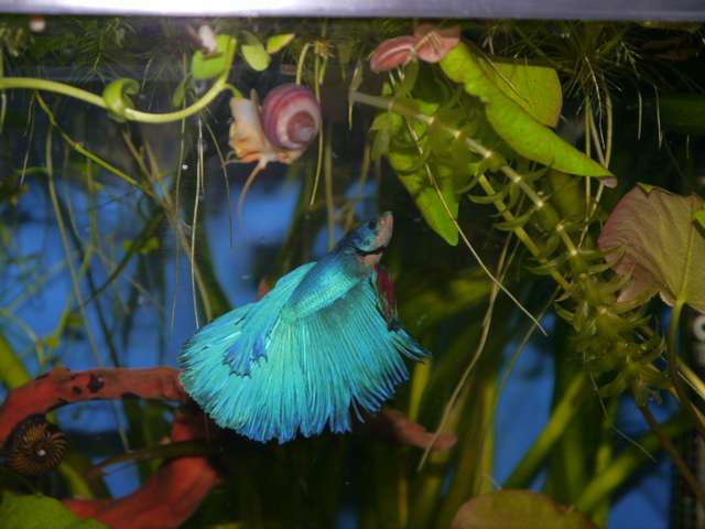 352447_0_82_aquariums_dec_13_052.jpg