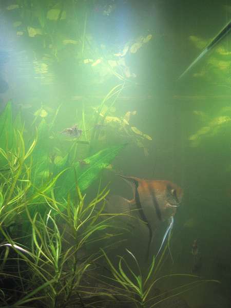 353321biljoenblik_0_82_biljoenblik023.jpg