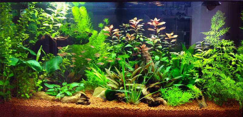 353821butternutsquash_0_82_aquarium_6_weken_1.jpg