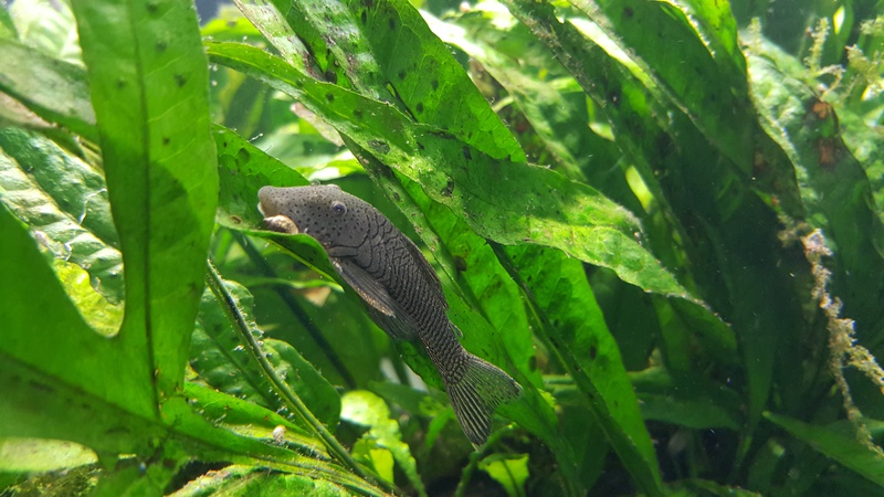354384martin_schols_0_85_aquariu.jpg
