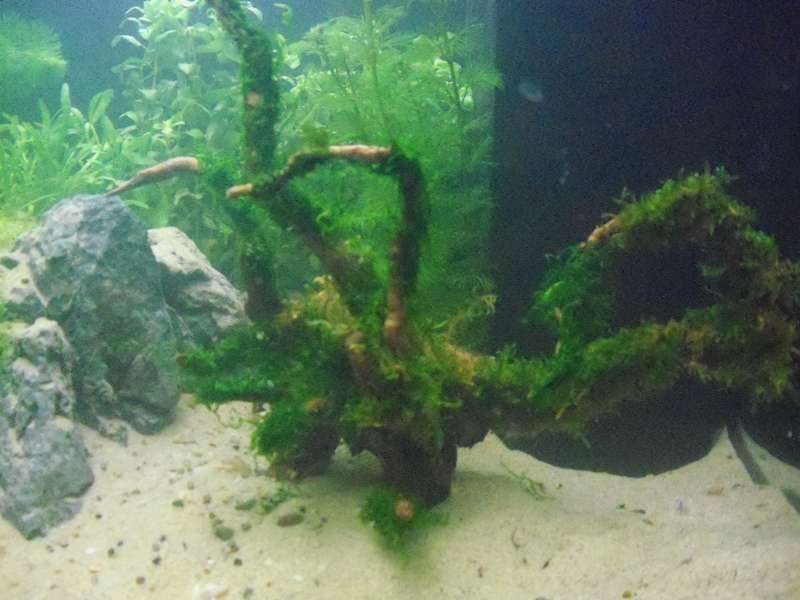 354549deplantenman_0_82_015.jpg