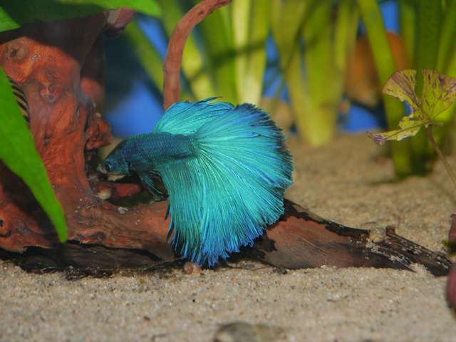 357333_0_82_aquariums_dec_13_057.jpg