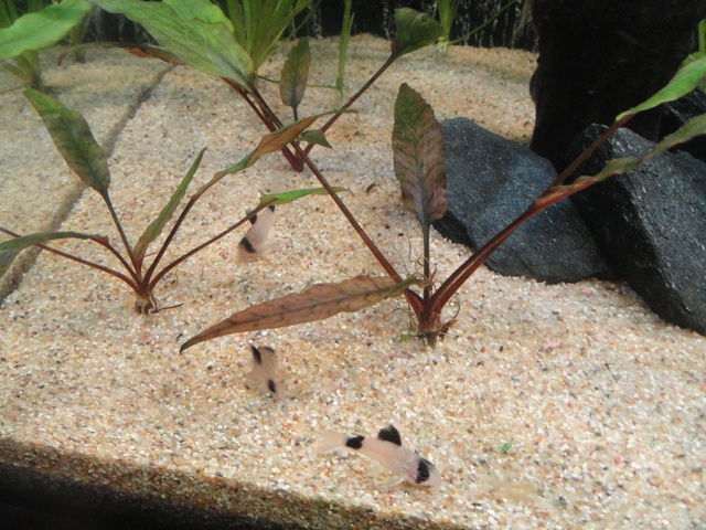 358292martinc_0_85_aquariu.jpg