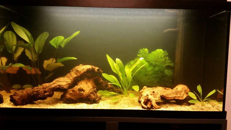358836fishtank_0_82_kenny1.jpg