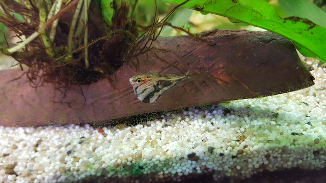 359696ricky697_0_85_aquariu.jpg