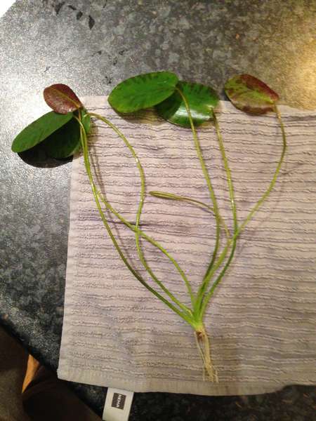 363994kgr_0_82_plant__lotus.jpg