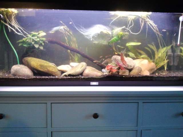 364876_0_82_aquarium1.jpg