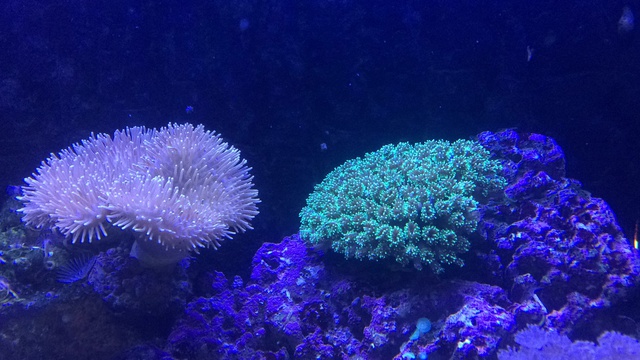 368152aquaria17_0_84_image2_1.jpg