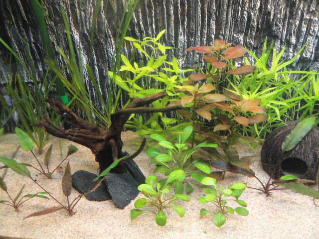 371422martinc_0_85_aquariu.jpg